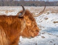 Portrait of a Scottish Highland cow Royalty Free Stock Photo