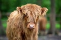 Portrait of Scottish Highland Cow Hairy Coo Royalty Free Stock Photo