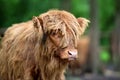 Portrait of Scottish Highland Cow Hairy Coo Royalty Free Stock Photo