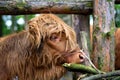 Portrait of Scottish Highland Cow Hairy Coo Royalty Free Stock Photo