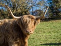 Portrait Scottish Highland young cattle with long, woolly coats