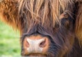 Portrait Scottish Highland young cattle