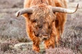 Portrait of a Scottish highlander