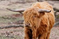 Portrait of a Scottish highlander