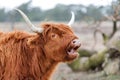 Portrait of a Scottish highlander