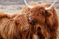 Portrait of a Scottish highlander