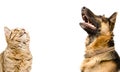 Portrait Of Scottish Straight Cat And German Shepherd Dog, Looking Up
