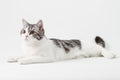 Portrait of Scottish Straight cat lying on white background