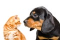 Portrait of Scottish Straight kitten and Slovakian hound puppy looking at each other Royalty Free Stock Photo