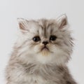 Portrait of Scottish Straight long hair kitten