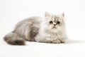 Scottish Straight longhair kitten lying on white background