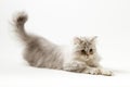 Scottish Straight longhair kitten playing on white background