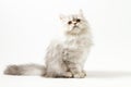 Scottish Straight longhair kitten sitting on white background