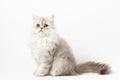 Scottish Straight longhair kitten sitting on white background