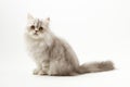 Scottish Straight longhair kitten sitting on white background