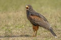 Portrait of a screaming Harris Hawk Parabuteo unicinctus. Noord Brabant in the Netherlands. Background with writing space