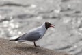 Portrait of screaming seagull Royalty Free Stock Photo