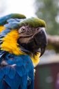 Portrait of a scruffy Macaw Parrot Royalty Free Stock Photo