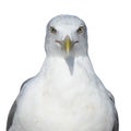 Portrait of a sea bird Larus marinus. Isolate on a white background. Front view Royalty Free Stock Photo