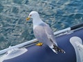 Portrait of a sea gull Royalty Free Stock Photo