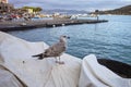 portrait of a sea gull with portovenere in background Royalty Free Stock Photo