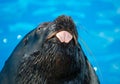 Portrait of a sea lion in the pool.