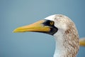 Portrait of the seabird named Masked Booby.