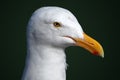 Portrait of a Seagull Royalty Free Stock Photo