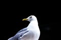 Portrait of seagull - Portrait of seagull against a black background Royalty Free Stock Photo
