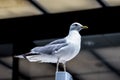 Portrait of seagull - Portrait of seagull against a black background Royalty Free Stock Photo