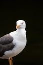 Portrait of a seagull against a black background looking to the left Royalty Free Stock Photo
