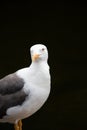 Portrait of a seagull against a black background looking to the left Royalty Free Stock Photo