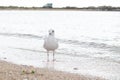 Portrait of a seagull on the beach. Close-up of a bird on the sand by the sea