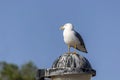 Portrait of seagull bird Royalty Free Stock Photo