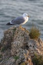 Portrait of seagull bird Royalty Free Stock Photo