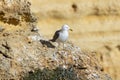 Portrait of seagull bird