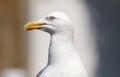 Portrait of a Seagull with blurred background Royalty Free Stock Photo