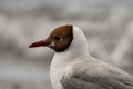 Portrait of seagull with brown colored head on blurred background. Bird profile Royalty Free Stock Photo