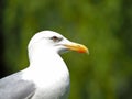 Portrait seagull.