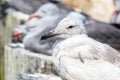 Portrait of a seagull, close-up.