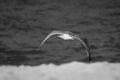 Portrait of seagull flying, isolated above sandy beach with sea water background in black and white Royalty Free Stock Photo