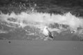 Portrait of seagull isolated on a sandy beach, sea water background in black and white Royalty Free Stock Photo