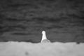 Portrait of seagull isolated on a sandy beach, sea water background in black and white Royalty Free Stock Photo