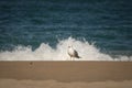 Portrait of seagull isolated on a sandy beach, sea water background Royalty Free Stock Photo