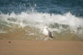 Portrait of seagull isolated on a sandy beach, sea water background Royalty Free Stock Photo