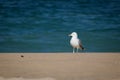 Portrait of seagull isolated on a sandy beach, sea water background Royalty Free Stock Photo