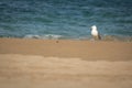 Portrait of seagull isolated on a sandy beach, sea water background Royalty Free Stock Photo