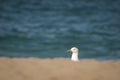 Portrait of seagull isolated on a sandy beach, sea water background Royalty Free Stock Photo