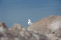 Portrait of a seagull. The largest source in the entire Caucasus is Lake Sevan. Armenia. Royalty Free Stock Photo