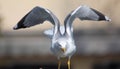 Portrait of a seagull with open wings